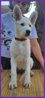 Foto №3. Swiss White Shepherd puppies. Serbien