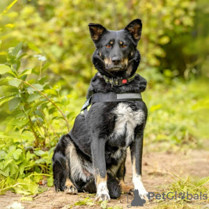 Foto №3. Süßer Teenager-Welpe in guten Händen.. Russische Föderation