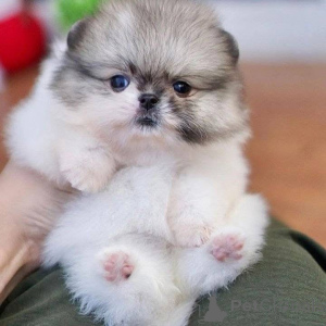 Foto №3. Lernen Sie unsere entzückenden Teetassenpommern kennen, die perfekte Ergänzung. Tschechische Republik