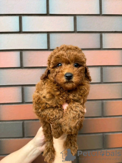 Foto №2 zu Ankündigung № 126853 zu verkaufen pudel (toy) - einkaufen Frankreich züchter