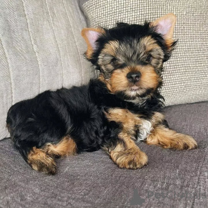 Foto №2 zu Ankündigung № 164791 zu verkaufen yorkshire terrier - einkaufen Deutschland quotient 	ankündigung, aus dem tierheim