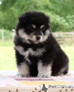 Foto №3. Finnische Lapphundwelpen zu verkaufen. Niederlande