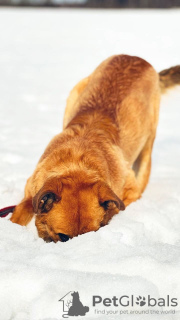 Foto №3. Der fröhliche Hund Borya sucht ein Zuhause.. Russische Föderation