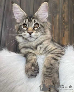 Foto №2 zu Ankündigung № 89767 zu verkaufen maine-coon-katze - einkaufen Australien quotient 	ankündigung