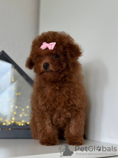 Zusätzliche Fotos: Toy Poodle Red Brown TEECUP