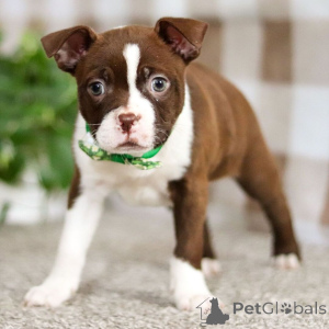 Foto №1. boston terrier - zum Verkauf in der Stadt Berlin | verhandelt | Ankündigung № 134938