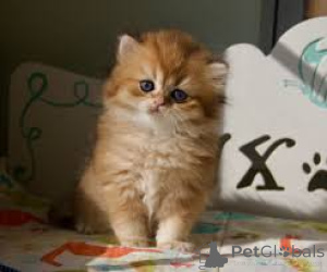 Foto №4. Ich werde verkaufen britisch langhaar in der Stadt Wien. quotient 	ankündigung, züchter - preis - 500€