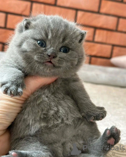 Foto №1. britisch kurzhaar - zum Verkauf in der Stadt Berlin | 300€ | Ankündigung № 138648