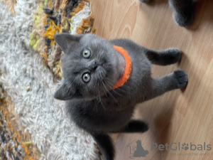 Foto №3. Wunderschöne Kätzchen. Finnland