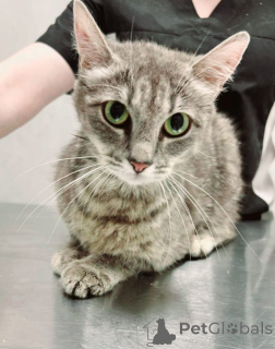 Foto №1.  - zum Verkauf in der Stadt Moskwa | Frei | Ankündigung № 149171