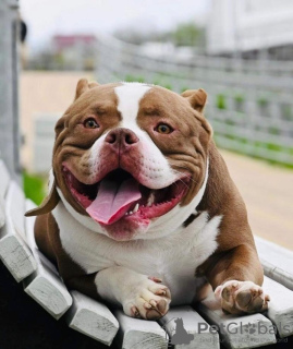 Zusätzliche Fotos: American Bully Kennel bietet Welpen zur Buchung an