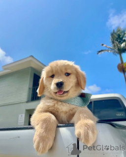 Foto №1. golden retriever - zum Verkauf in der Stadt Ypecolsga | verhandelt | Ankündigung № 157842