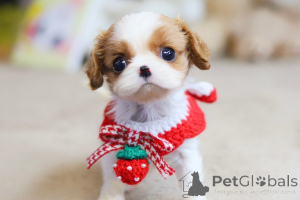 Foto №1. shih tzu - zum Verkauf in der Stadt Canillo | 400€ | Ankündigung № 167931