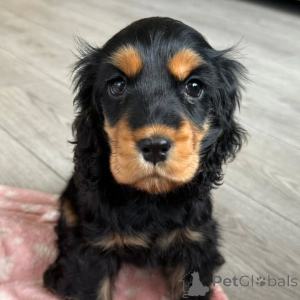 Foto №1. english cocker spaniel - zum Verkauf in der Stadt Espoo | verhandelt | Ankündigung № 160714