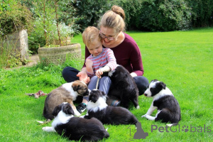 Foto №3. Border-Collie-Welpen. Litauen