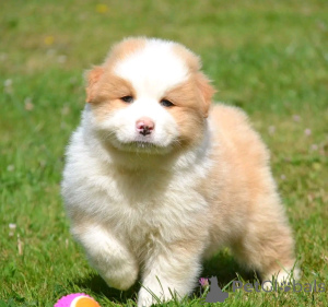 Foto №4. Ich werde verkaufen australian shepherd in der Stadt Nivelles. quotient 	ankündigung, züchter - preis - Frei