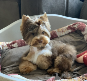 Foto №2 zu Ankündigung № 139182 zu verkaufen yorkshire terrier - einkaufen Montenegro quotient 	ankündigung