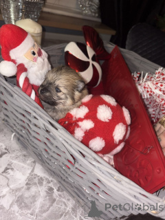 Foto №3. Entzückende Pommern. Belgien