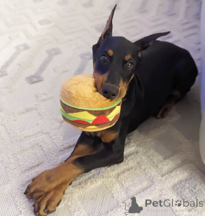 Foto №2 zu Ankündigung № 138781 zu verkaufen dobermann - einkaufen Albanien quotient 	ankündigung, züchter