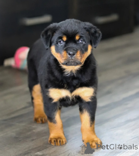 Foto №1. rottweiler - zum Verkauf in der Stadt Bratislava | verhandelt | Ankündigung № 178645