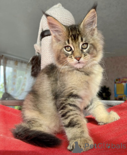 Foto №2 zu Ankündigung № 163662 zu verkaufen maine-coon-katze - einkaufen Deutschland züchter