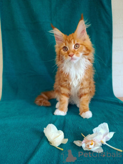 Foto №4. Ich werde verkaufen maine-coon-katze in der Stadt Moskwa. quotient 	ankündigung - preis - 808€
