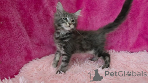 Foto №2 zu Ankündigung № 153886 zu verkaufen maine-coon-katze - einkaufen Belgien quotient 	ankündigung