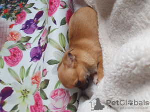 Foto №4. Ich werde verkaufen chihuahua in der Stadt Tiflis. quotient 	ankündigung, vom kindergarten, züchter - preis - verhandelt