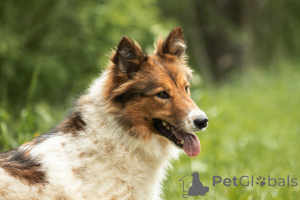 Foto №2 zu Ankündigung № 143762 zu verkaufen mischlingshund - einkaufen Russische Föderation 