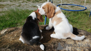 Foto №2 zu Ankündigung № 127468 zu verkaufen beagle - einkaufen Deutschland quotient 	ankündigung