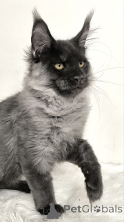 Foto №3. Mainecoon-Kätzchen. Deutschland