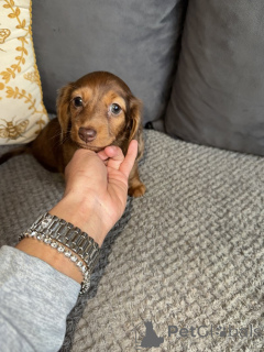 Foto №3. KC-Registrierte Langhaarige Mini-Dackel. Deutschland