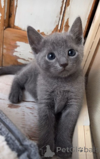 Foto №3. Chartreux. Deutschland