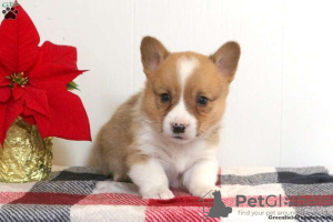 Foto №3. KC Pembroke Corgi Welpen 1(281)698-7719. USA