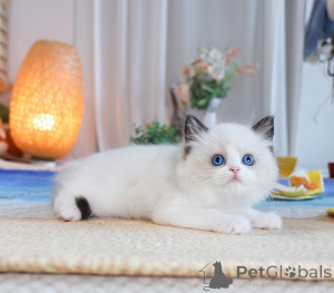 Foto №1. ragdoll-katze - zum Verkauf in der Stadt Athen | 250€ | Ankündigung № 156196
