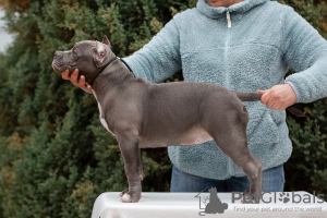 Foto №2 zu Ankündigung № 85845 zu verkaufen american bully - einkaufen Russische Föderation züchter