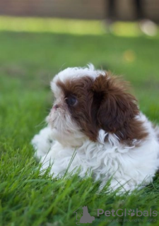 Foto №1. shih tzu - zum Verkauf in der Stadt Arizona | 379€ | Ankündigung № 114988