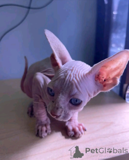 Foto №3. Sphynx-Kaubchen zur Adoption Verflügbar. Deutschland