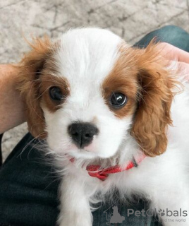 Foto №1. cavalier king charles spaniel - zum Verkauf in der Stadt Berlin | Frei | Ankündigung № 95054