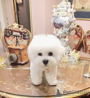 Foto №4. Ich werde verkaufen bichon frisé in der Stadt Belgrad. züchter - preis - verhandelt