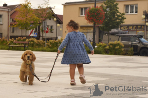 Foto №3. Mädchen Golden Retriever. Polen