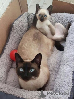 Foto №1. siamkatze - zum Verkauf in der Stadt Groningen | Frei | Ankündigung № 167095