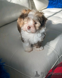 Foto №2 zu Ankündigung № 137952 zu verkaufen havaneser - einkaufen Deutschland quotient 	ankündigung, züchter