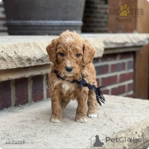 Foto №3. Tragen. USA