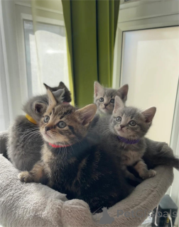 Foto №1. britisch kurzhaar - zum Verkauf in der Stadt Finstervalde | 350€ | Ankündigung № 153771