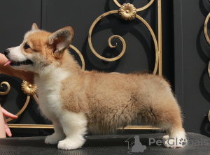 Zusätzliche Fotos: Welsh Corgi Pembroke Welpen von Champion