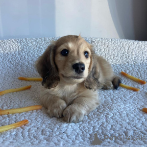 Foto №1. dackel - zum Verkauf in der Stadt Daytona Beach | verhandelt | Ankündigung № 146291