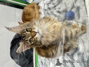 Foto №3. Maine-Coon-Kätzchen. Russische Föderation