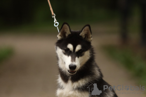 Foto №4. Ich werde verkaufen siberian husky in der Stadt Москва. quotient 	ankündigung, vom kindergarten - preis - verhandelt