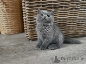 Foto №4. Ich werde verkaufen britisch kurzhaar in der Stadt Tonetol. quotient 	ankündigung - preis - 450€